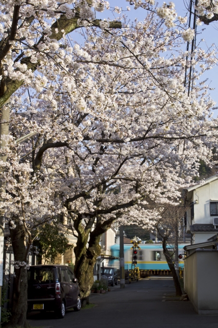 soku_25813.jpg :: 風景 街並み 桜 