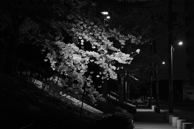 soku_25822.jpg :: 植物 花 桜 サクラ 夜桜 