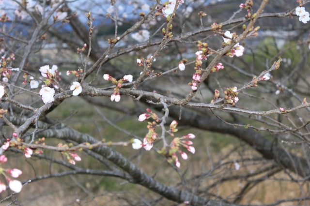 soku_25836.jpg :: 植物 花 桜 サクラ 