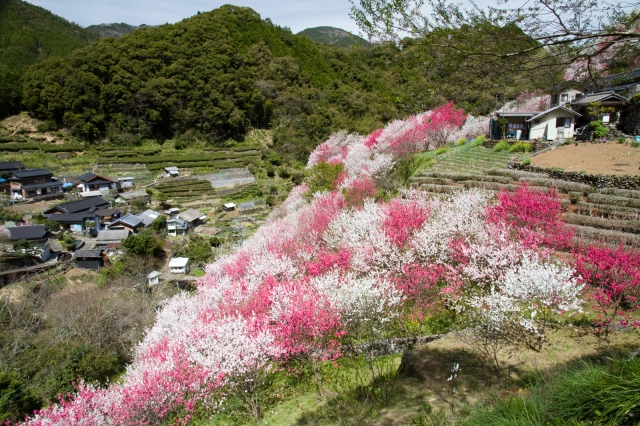 soku_25867.jpg :: 植物 花 桃 