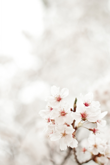 soku_25870.jpg :: 植物 花 桜 サクラ 満開 ハイキー 