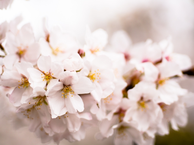 soku_25874.jpg :: 植物 花 桜 サクラ トーンカーブ 
