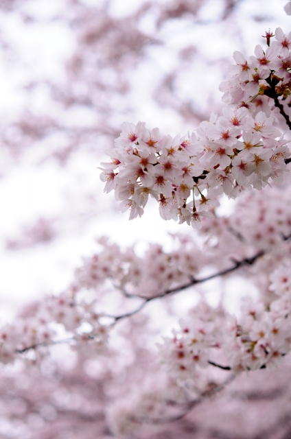 soku_25884.jpg :: 植物 花 桜 サクラ 