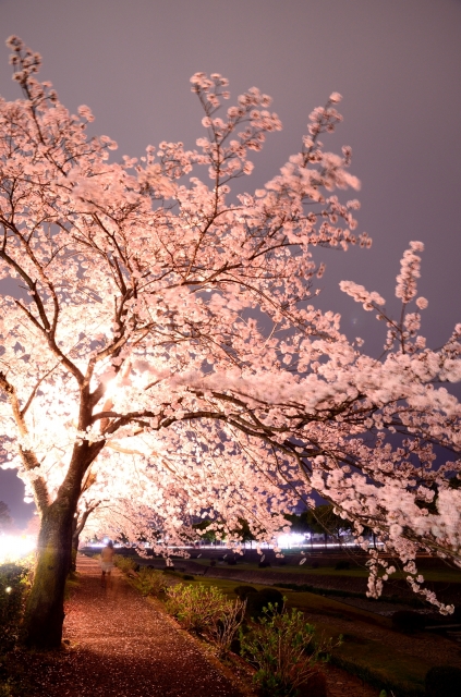 soku_25885.jpg :: 植物 花 桜 サクラ 夜桜 