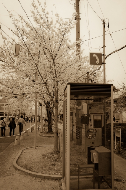 soku_25907.jpg :: 植物 花 桜 サクラ 風景 電話ボックス 