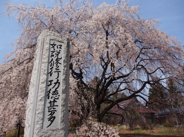 soku_25912.jpg :: 植物 花 桜 サクラ 満開 