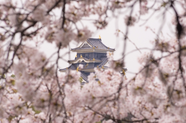 soku_25948.jpg :: 建築 建造物 城 岡山城 植物 花 桜 サクラ 