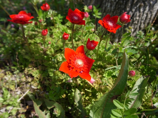 soku_25957.jpg :: 植物 花 赤い花 