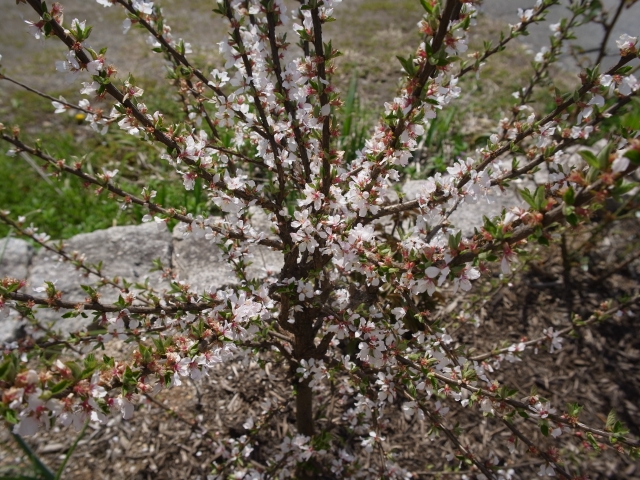 soku_25958.jpg :: 植物 花 桜 サクラ 