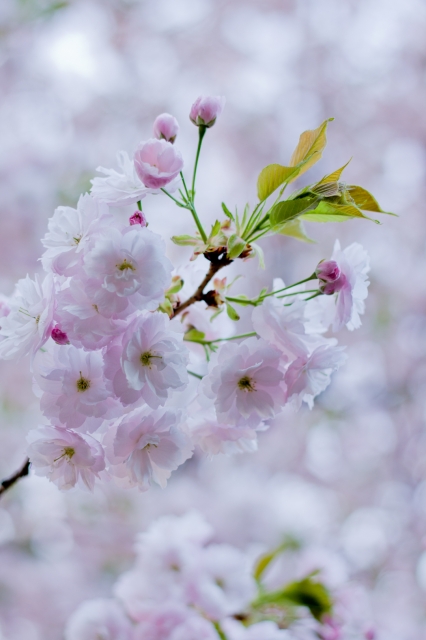 soku_25994.jpg :: 植物 花 桜 サクラ 八重桜 