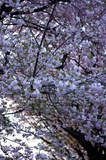 soku_25995.jpg :: 植物 花 桜 サクラ 八重桜 