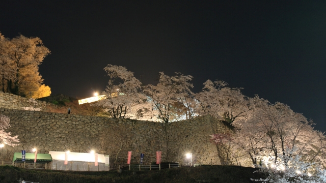 soku_25997.jpg :: 建築 建造物 城 津山城 鶴山公園 植物 花 桜 サクラ 夜桜 満開 