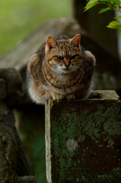 soku_26018.jpg :: 動物 哺乳類 猫 ネコ 