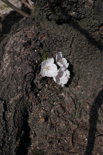 soku_26029.jpg :: 植物 花 桜 木の幹 サクラ 