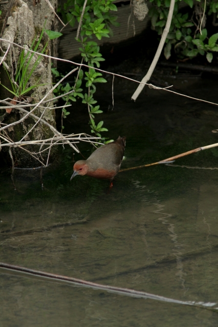 soku_26032.jpg :: 動物 野鳥 ヒクイナ 