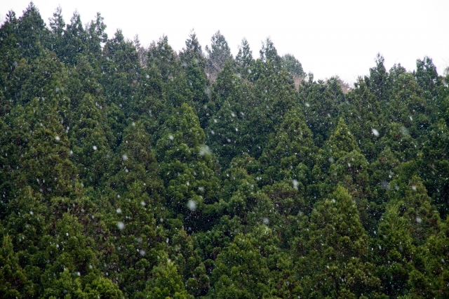 soku_26093.jpg :: 風景 自然 雪 