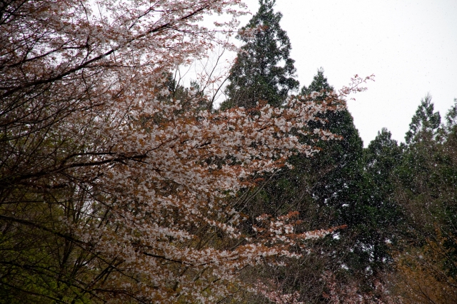 soku_26094.jpg :: 植物 花 桜 サクラ 雪 