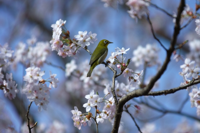 soku_26106.jpg :: 動物 鳥 野鳥 自然の鳥 メジロ 花 桜 サクラ 