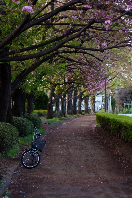 soku_26121.jpg :: 桜並木 八重桜 自転車 