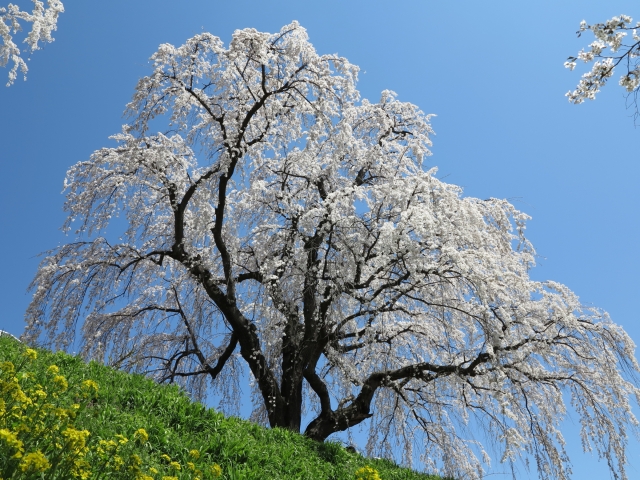 soku_26126.jpg :: 植物 花 桜 サクラ 