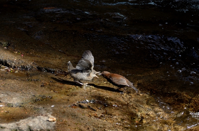 soku_26157.jpg :: 動物 鳥 野山の鳥 渓流 カワガラス 雛 給餌 