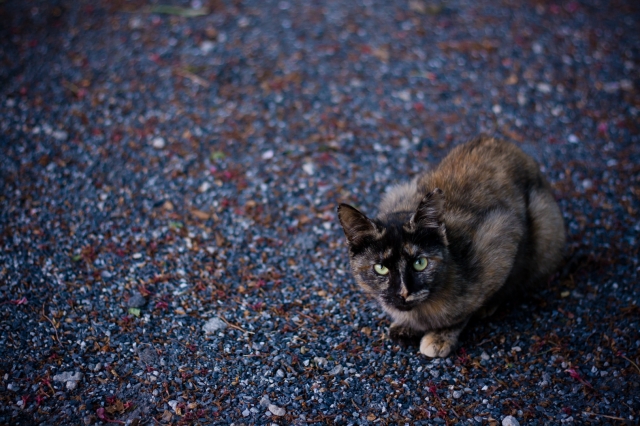 soku_26174.jpg :: 動物 哺乳類 猫 ネコ 