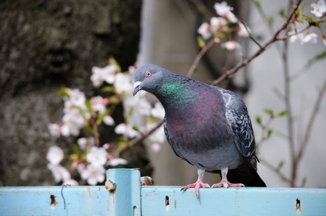 soku_26186.jpg :: 鳩 