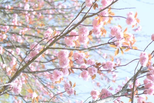 soku_26204.jpg :: 植物 桜 サクラ 八重桜 