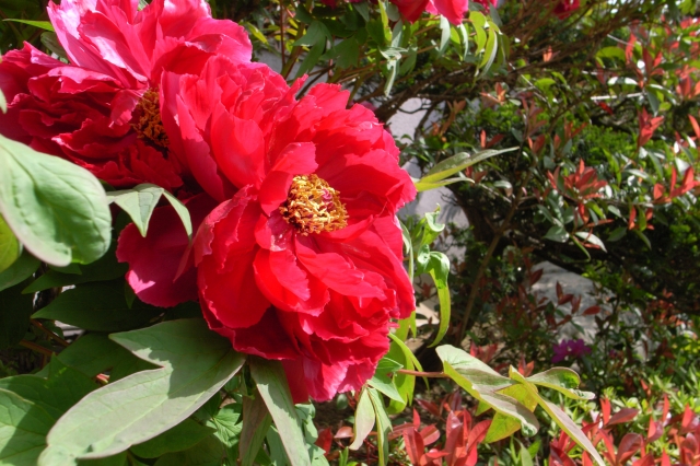 soku_26215.jpg :: 植物 花 赤い花 