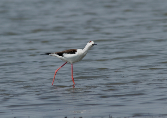 soku_26249.jpg :: 動物 鳥 野鳥 自然の鳥 セイタカシギ 