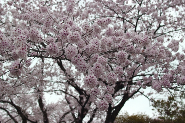 soku_26262.jpg :: 植物 花 桜 サクラ 満開 