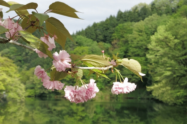 soku_26274.jpg :: PowerShotG15 コンデジ埼玉 lock 植物 花 ピンクの花 