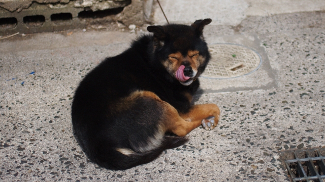 soku_26293.jpg :: 動物 哺乳類 犬 イヌ 