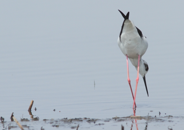 soku_26329.jpg :: 動物 野鳥 自然の鳥 セイタカシギ 