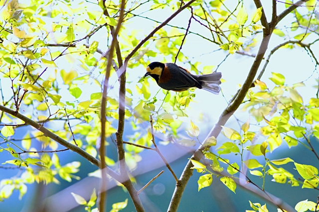 soku_26340.jpg :: 動物 鳥 野鳥 自然の鳥 未記入鳥 