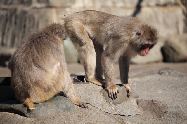 soku_26343.jpg :: 動物 哺乳類 猿 サル 