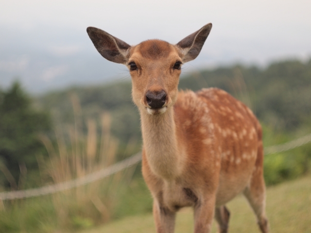 soku_26371.jpg :: 動物 哺乳類 鹿 シカ 小鹿 バンビ 