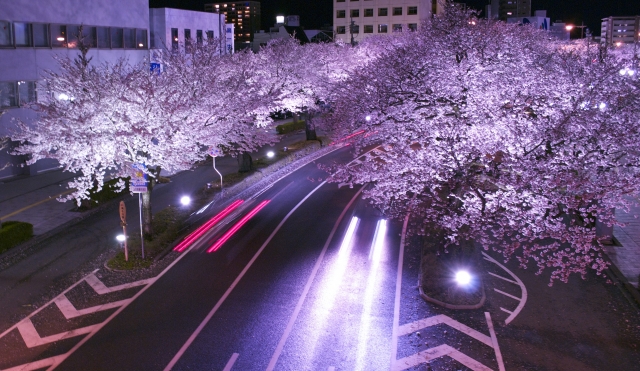 soku_26383.jpg :: 風景 街並み 夜桜 