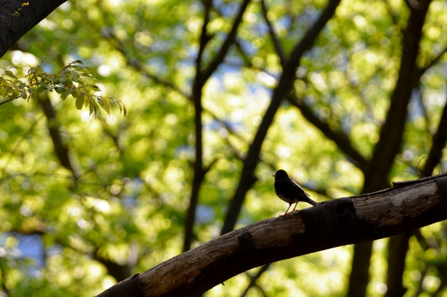 soku_26428.jpg :: 動物 鳥 野鳥 自然の鳥 クロツグミ 