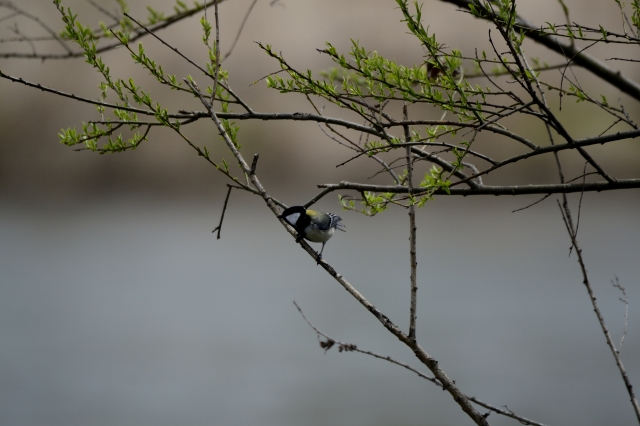 soku_26480.jpg :: 動物 鳥 野鳥 自然の鳥 未記入鳥 