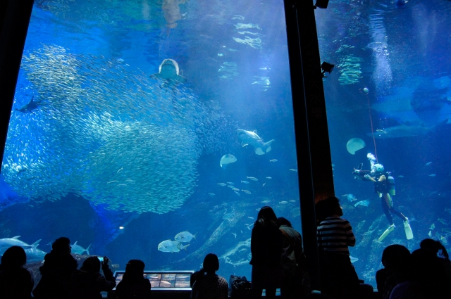 soku_26509.jpg :: 水族館 動物 魚類 魚の群れ 