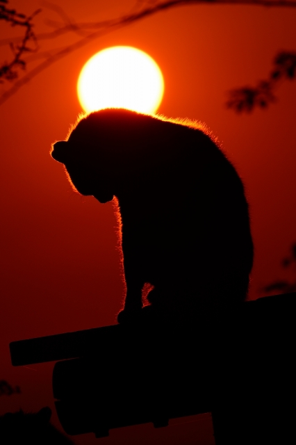 soku_26542.jpg :: 動物 哺乳類 猫 ネコ 風景 自然 空 夕日 夕焼け 日没 