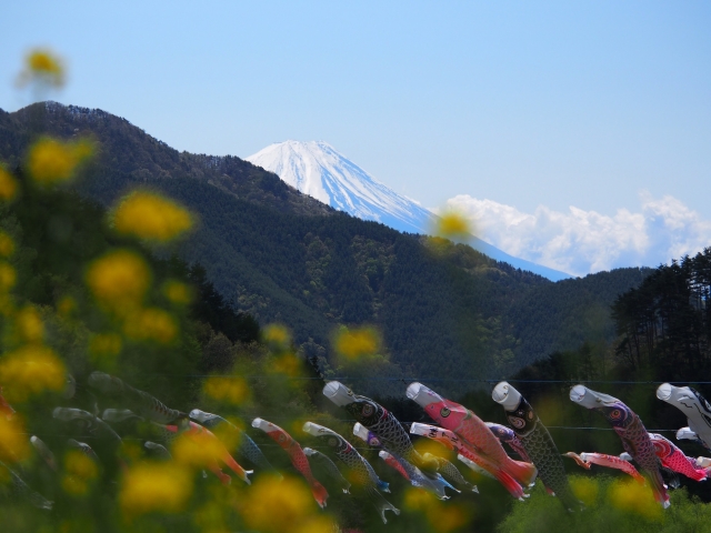 soku_26563.jpg :: 風景 自然 山 富士山 こいのぼり 