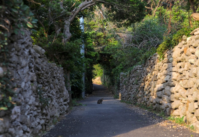 soku_26611.jpg :: 動物 哺乳類 猫 ネコ 壁 石壁 石垣 