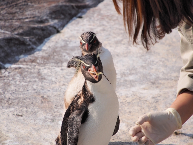 soku_26626.jpg :: 動物 鳥 ペンギン 飼育員 餌 