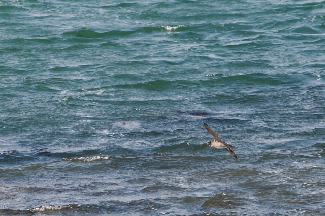 soku_26641.jpg :: 動物 鳥 海辺の鳥 チュウシャクシギ 
