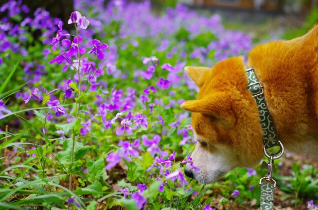 soku_26662.jpg :: 犬と草花 