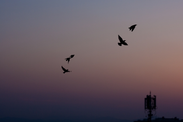 soku_26687.jpg :: 夕暮れ 動物 鳥 野鳥 自然の鳥 