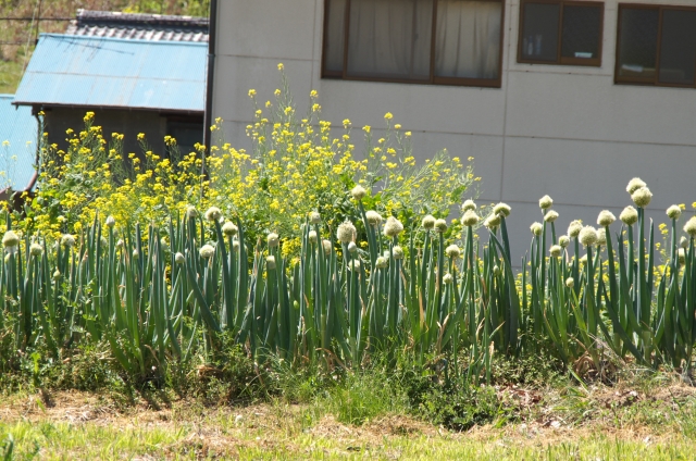 soku_26691.jpg :: 風景 自然 田畑 畑 葱 ネギ 