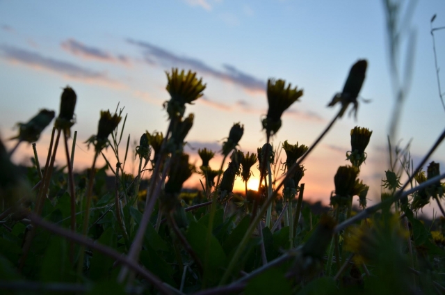 soku_26730.jpg :: 風景 自然 空 夕日 夕焼け 日没 植物 花 タンポポ 